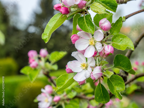 Apfelbaumblüte 