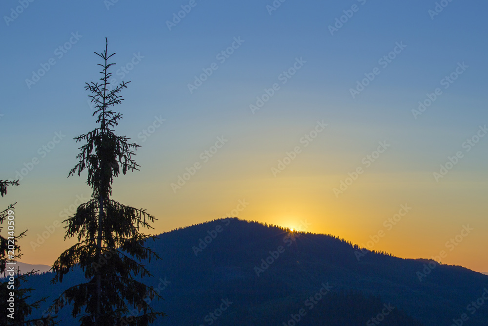 Silhouette of a Christmas tree at sunrise against the background of the Carpathian mountains in the summer. Ukraine