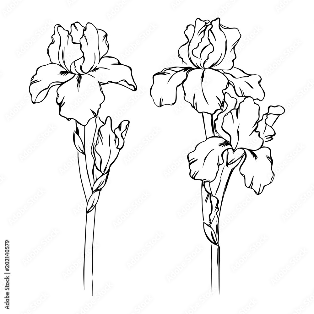 Fototapeta vector contour spring iris flowers leaf branch coloring book