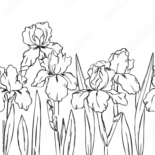 Fototapeta Naklejka Na Ścianę i Meble -  vector contour spring iris flowers leaf branch coloring book seamless repeating pattern