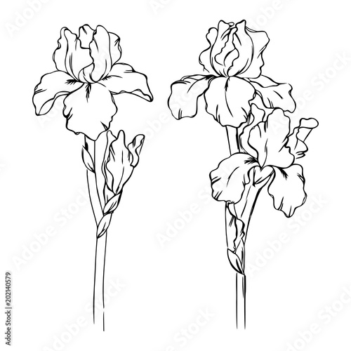 Fototapeta Naklejka Na Ścianę i Meble -  vector contour spring iris flowers leaf branch coloring book 