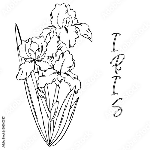 vector contour spring iris flowers leaf branch coloring book with lettering word