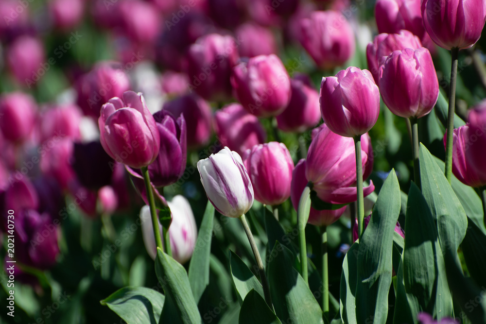 Obraz premium Blooming Tulip