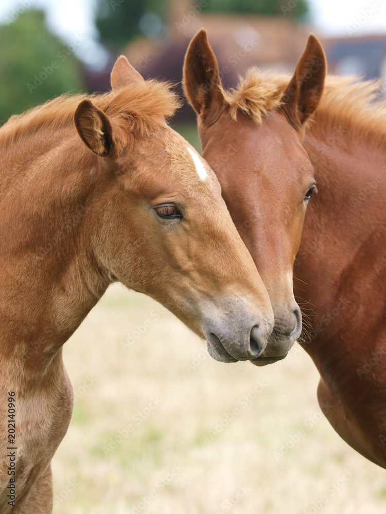 Two Foals Playing