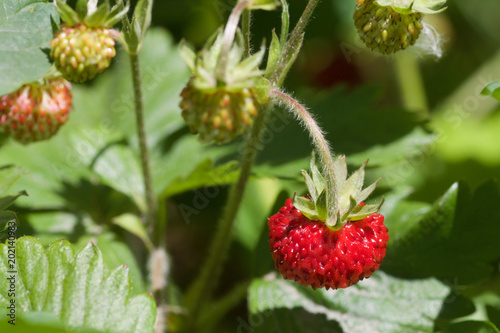 texture of wild strawberrie on a plant between green leaves