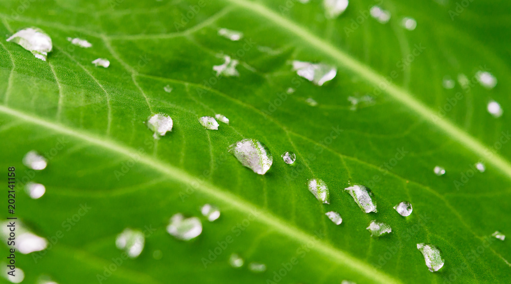 Colorful macro photo of water rain dew drops on a plant with green leaves on a sunny summer day. Ecology, nature, environment, and photography concept Colorful macro photo of water rain dew drops on a plant with green leaves on a sunny summer day. Ecology, nature, environment, and photography concept