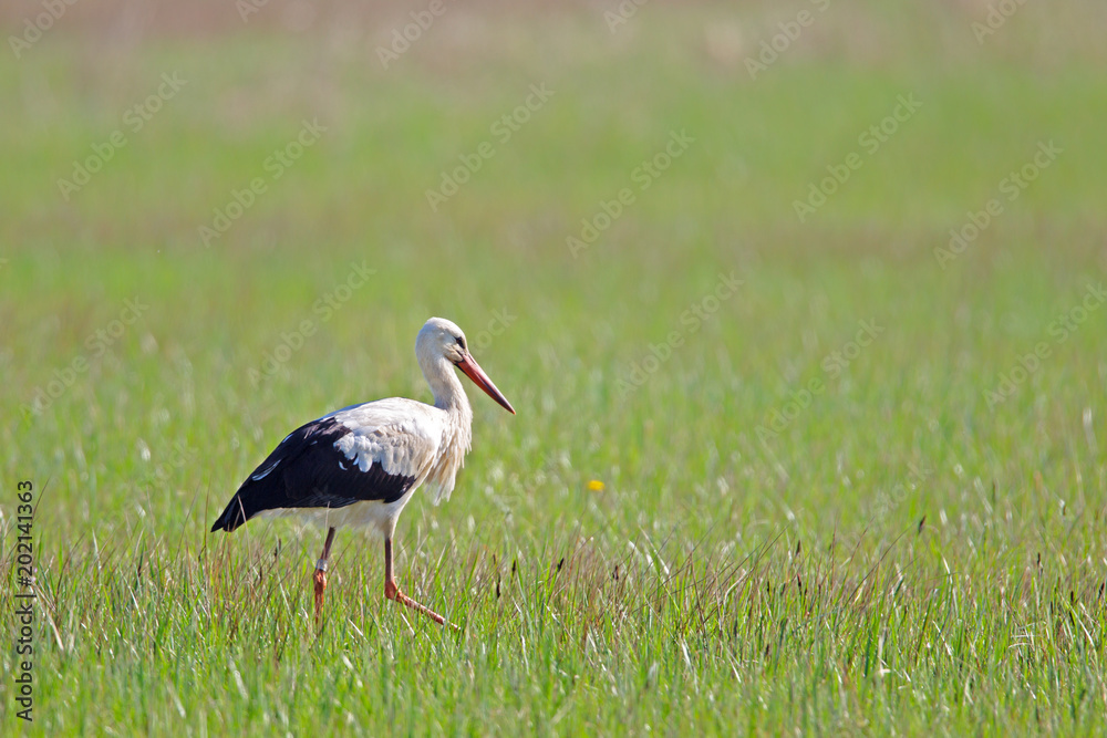 Ein Weißstorch (Ciconia ciconia) auf einer Wiese im Frühling im Naturschutzgebiet Mönchbruch bei Frankfurt, Deutschland. Ein Weißstorch (Ciconia ciconia) auf einer Wiese im Frühling im Naturschutzgebiet Mönchbruch bei Frankfurt, Deutschland.