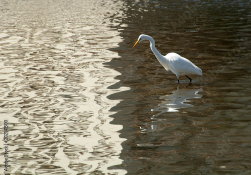 Εκτύπωση καμβά Egret in bicolor lake concerned about the apparent boundary