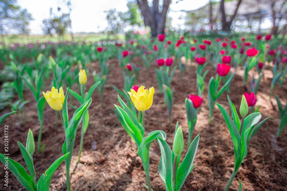 Convert tulip Colorful As part of the flower garden in Khon Kaen. Convert tulip Colorful As part of the flower garden in Khon Kaen.