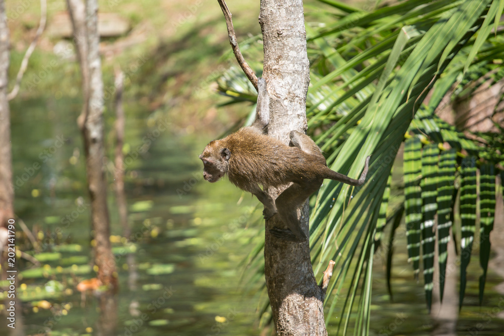 A cute monkey lives in a natural forest of Thailand. A cute monkey lives in a natural forest of Thailand.