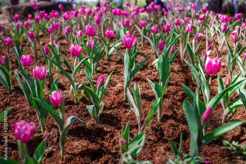 Convert tulip Colorful As part of the flower garden in Khon Kaen.