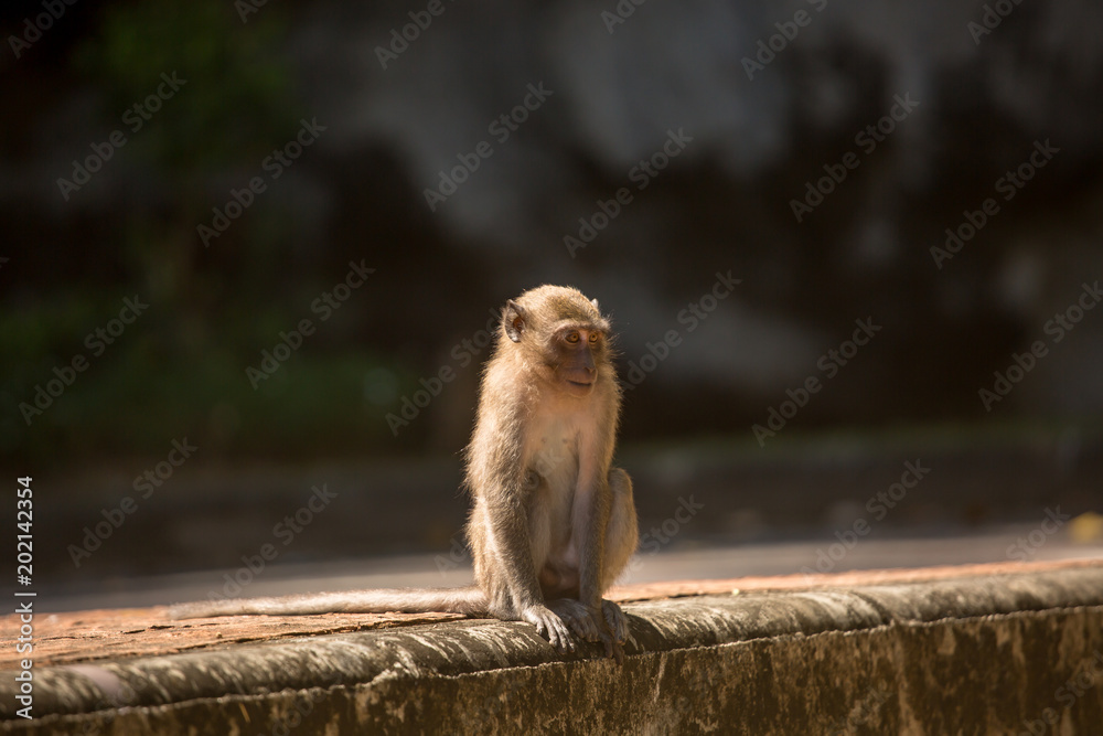 A cute monkey lives in a natural forest of Thailand. A cute monkey lives in a natural forest of Thailand.