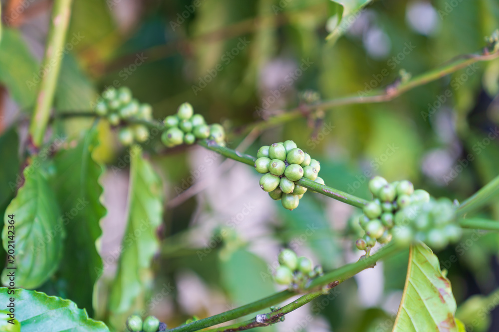 Green coffee beans on trees background. Green coffee beans on trees background.