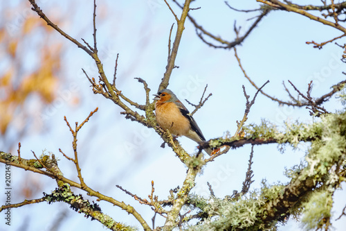 male Chaffinch Fringilla coelebs over branch photo