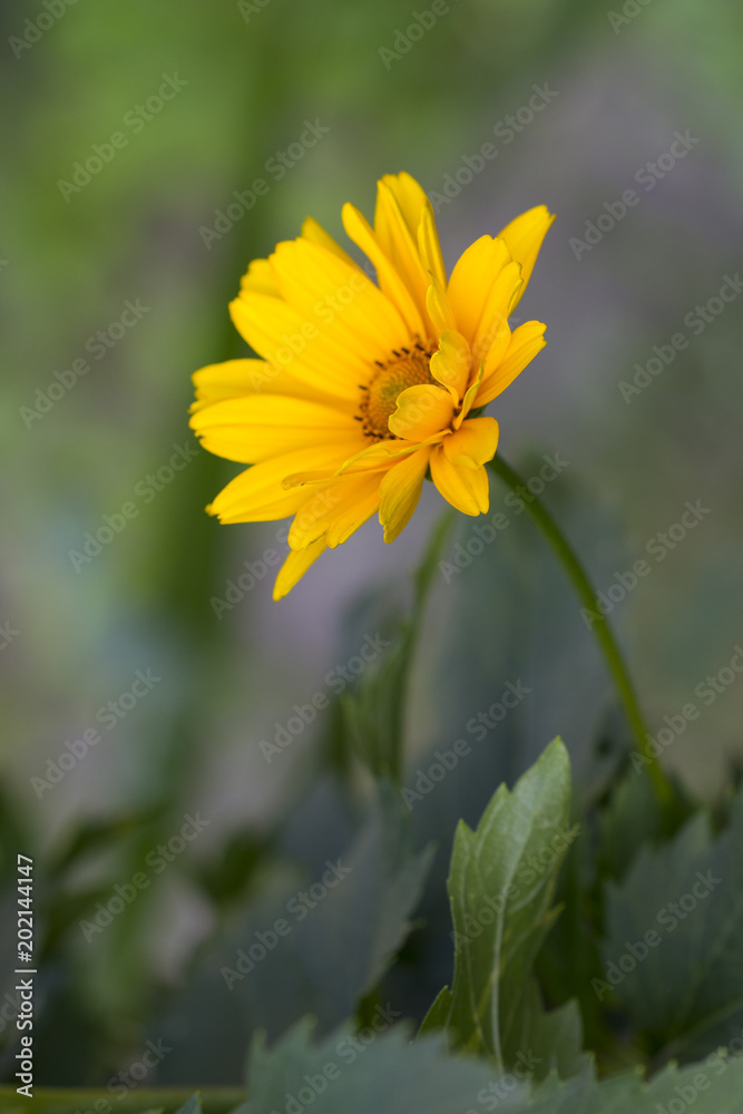 Obraz premium Yellow camomiles
