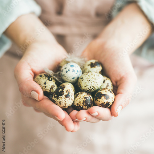 Easter holiday greeting card. Natural colored quail eggs and feather in woman's hands, close-up, square crop