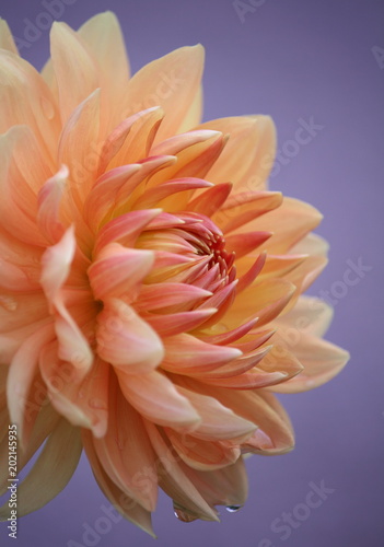Fototapeta Naklejka Na Ścianę i Meble -  Closeup of a pastel colored dahlia flower on violet background