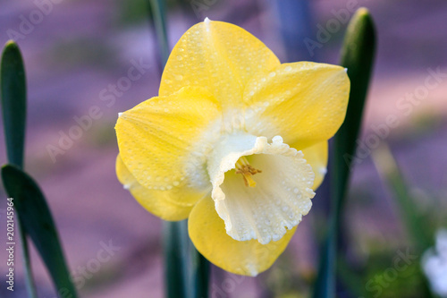 beautiful summer Cyclameniform daffodils - Cyclamineus photo