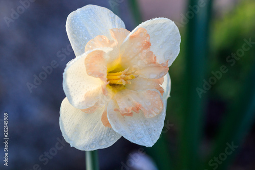 Fototapeta Naklejka Na Ścianę i Meble -  beautiful summer Split-crowned daffodils Split-Corona
