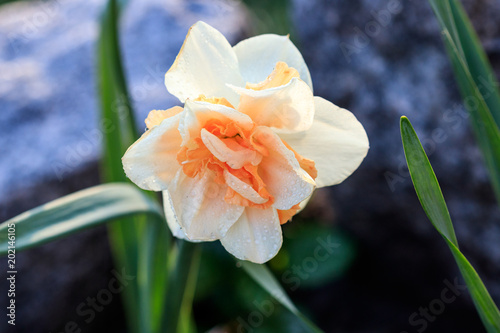 Fototapeta Naklejka Na Ścianę i Meble -  beautiful summer Double daffodils
