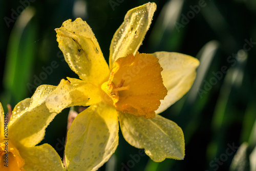 Fototapeta Naklejka Na Ścianę i Meble -  beautiful summer Trumpet daffodils