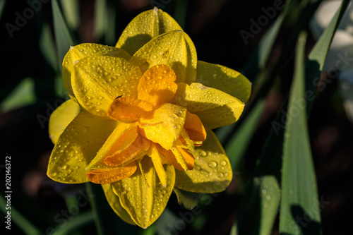 Fototapeta Naklejka Na Ścianę i Meble -  beautiful summer terry daffodils