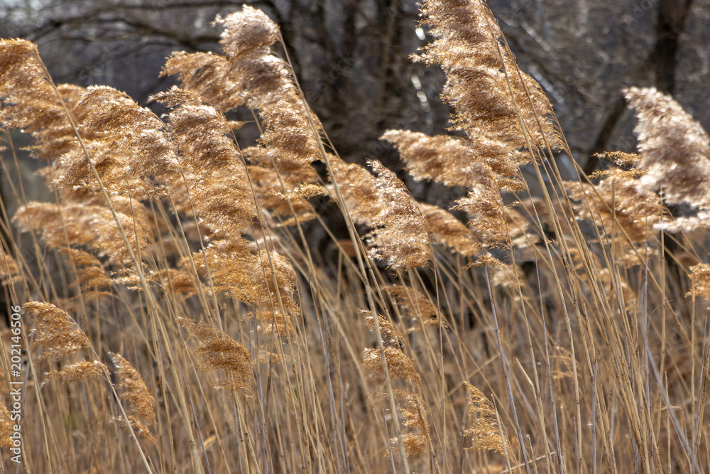 Fototapeta premium the nature of the Moscow region in the first days after winter