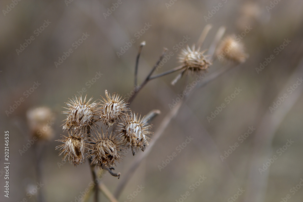 the nature of the Moscow region in the first days after winter the nature of the Moscow region in the first days after winter