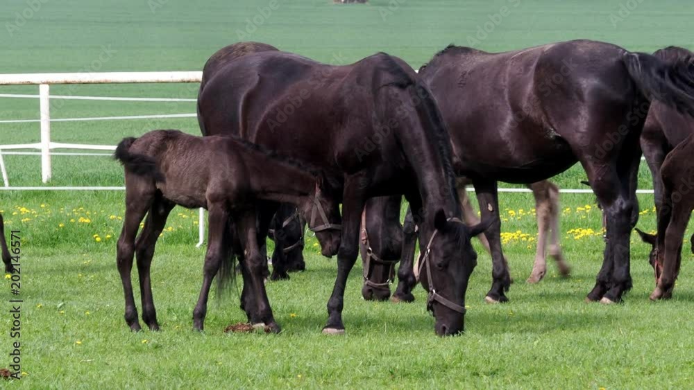 Horses with foals in a ranch. The group contains mostly mares with their foals. Horses with foals in a ranch. The group contains mostly mares with their foals.