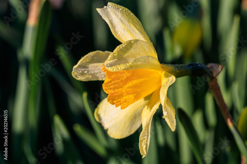 Fototapeta Naklejka Na Ścianę i Meble -  beautiful summer Trumpet daffodils