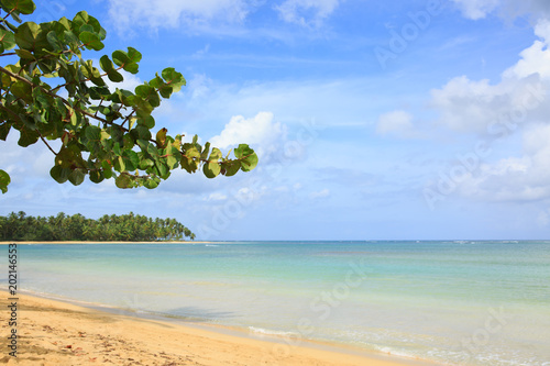 Caribbean sea and tree branch background. © Swetlana Wall