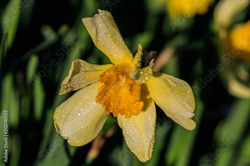 Fototapeta Naklejka Na Ścianę i Meble -  beautiful summer Trumpet daffodils