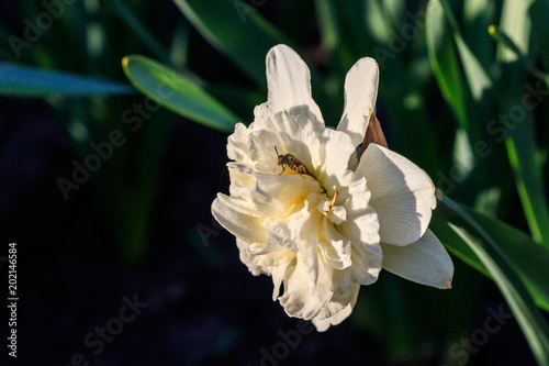 Fototapeta Naklejka Na Ścianę i Meble -  beautiful summer terry daffodils with bee