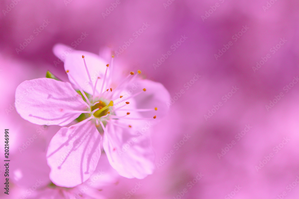 Springtime, pink flowers blossom macro. Cherry tree buds, spring background. Springtime, pink flowers blossom macro. Cherry tree buds, spring background.
