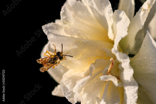 Fototapeta Naklejka Na Ścianę i Meble -  beautiful summer terry daffodils with bee