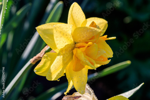 Fototapeta Naklejka Na Ścianę i Meble -  beautiful summer terry daffodils with bee
