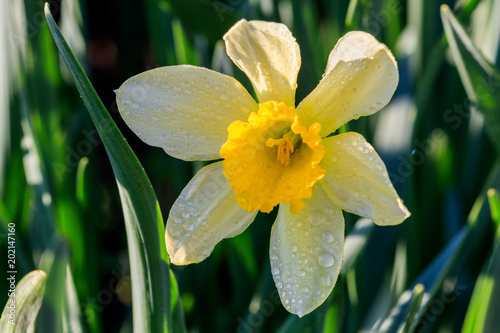 Fototapeta Naklejka Na Ścianę i Meble -  beautiful summer Trumpet daffodils