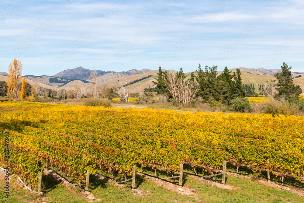 aerial view of vineyard in Marlborough region in New Zealand in autumn