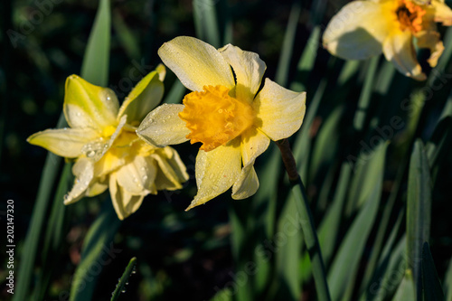 Fototapeta Naklejka Na Ścianę i Meble -  beautiful summer Cyclameniform daffodils - Cyclamineus