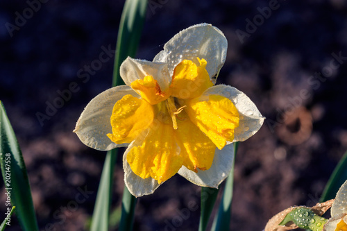 Fototapeta Naklejka Na Ścianę i Meble -  beautiful summer Split-crowned daffodils Split-Corona