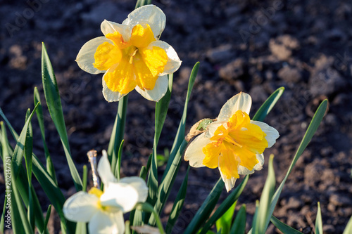 Fototapeta Naklejka Na Ścianę i Meble -  beautiful summer Split-crowned daffodils Split-Corona