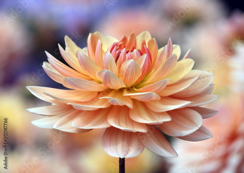 Fototapeta Naklejka Na Ścianę i Meble -  Closeup of a pastel colored dahlia flower 