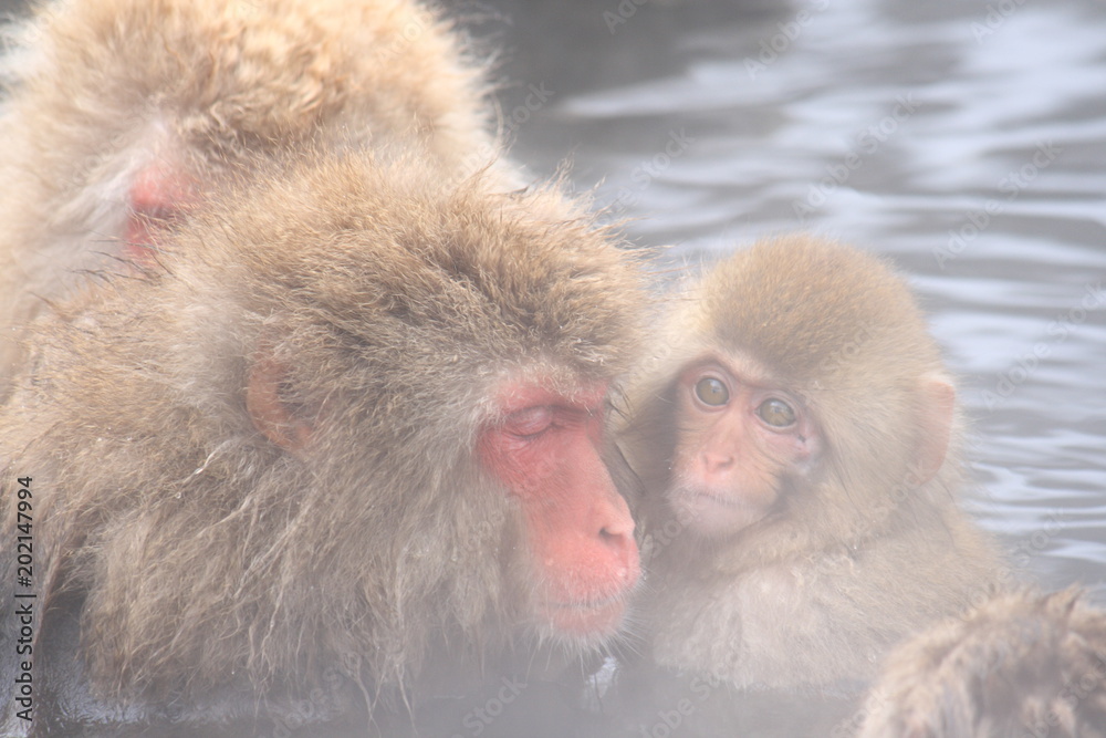 Naklejka premium 温泉に入っているニホンザル