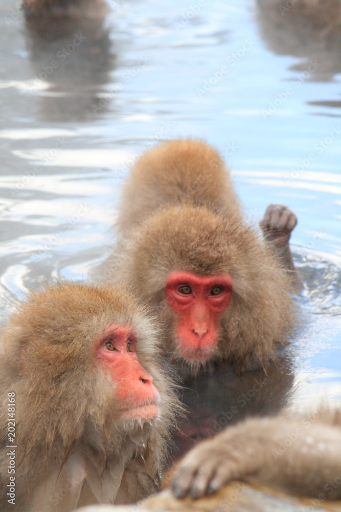 Naklejka premium 温泉に入っているニホンザル