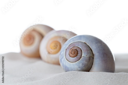 Drei Muscheln auf dem Sand vor weissem Hintergrund
