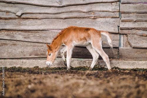 Newborn red-haired foal walks in the summer in the sun © Елизавета Мяловская