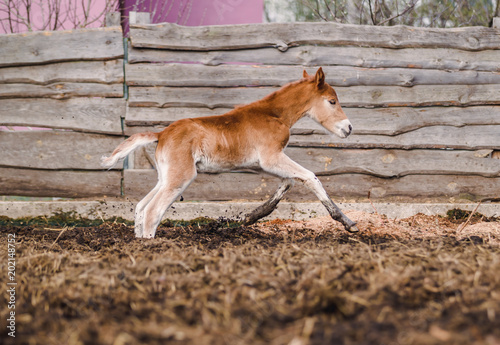 Newborn red-haired foal walks in the summer in the sun