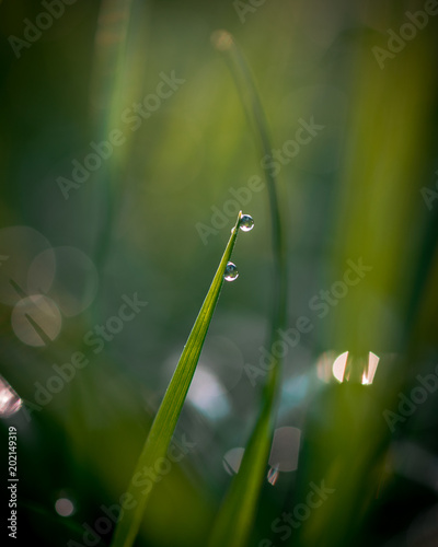 Wassertropfen im Gras