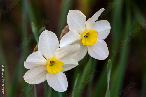 Fototapeta Naklejka Na Ścianę i Meble -  beautiful summer Poeticus daffodils