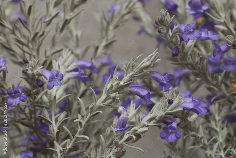 Obraz premium Fields Wild Flowers